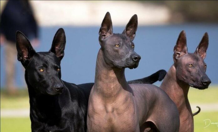 Egyptian Dog Breeds