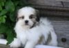 All You Need To Know About The Havamalt (Havanese & Maltese Mix)