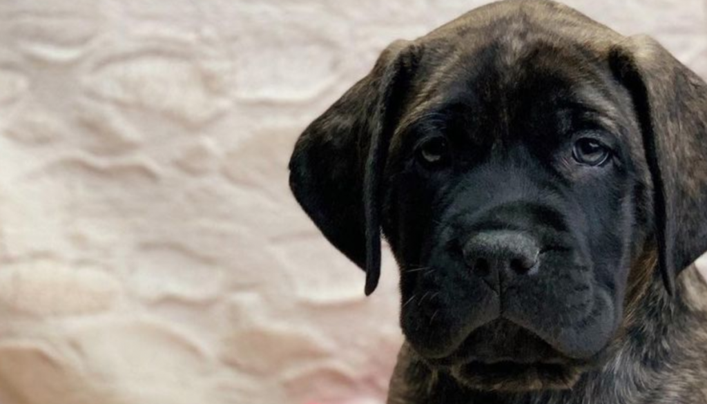 Mastador Dog Breed: A Hybrid of Loyalty and Strength | 2023