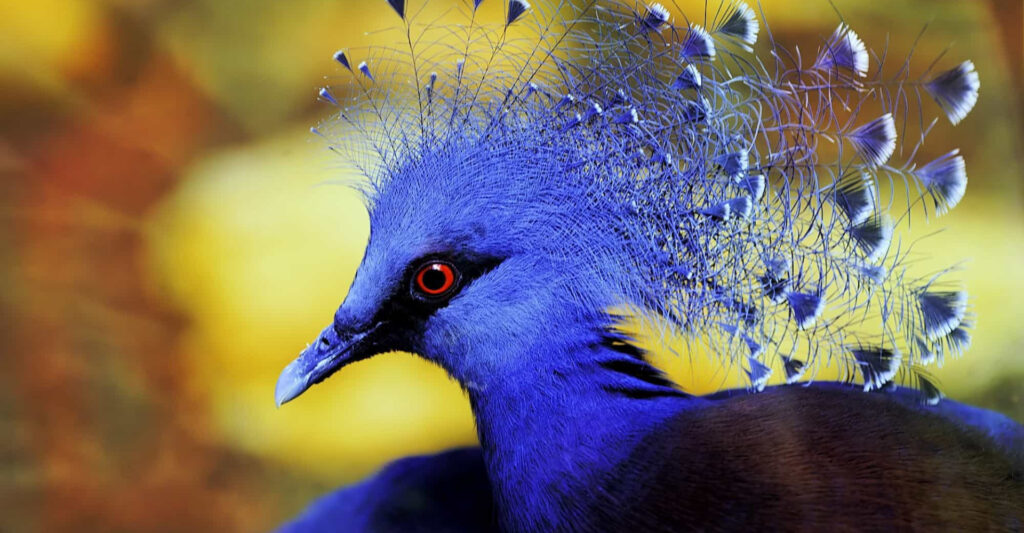 7 Of The Most Exotic Pet Birds For You | 2024