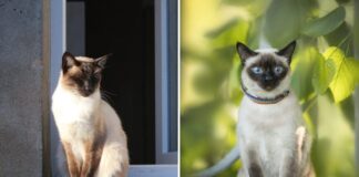 Siamese vs Thai Cat