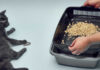 Sifting Cat Litter Boxes
