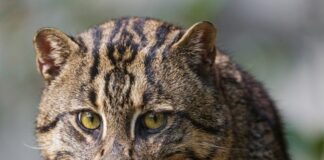 Small Exotic Cat Breeds