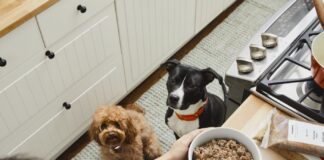 The Farmer’s Dog Food Review