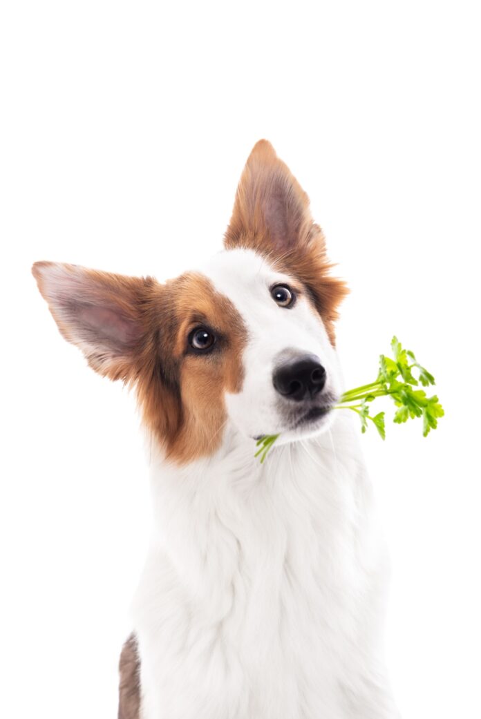 Thyme for Dogs