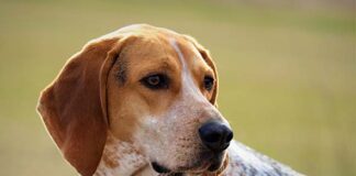 Types of Coonhounds