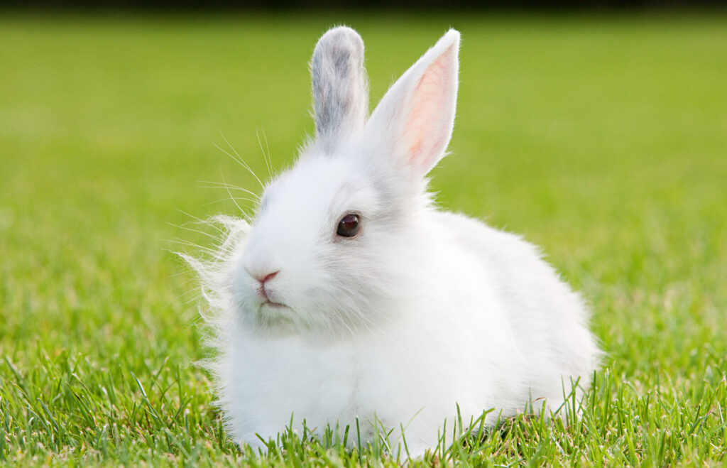 Exploring the World of 10 of the Cutest White Rabbit Breeds | 2024