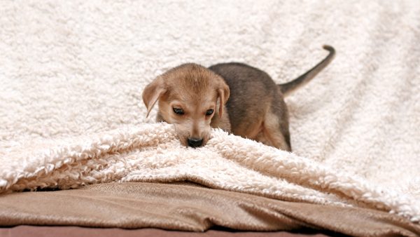 Why Do Dogs Nibble on Blankets