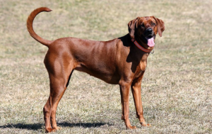 Razas De Perros Rojos Con Fotos