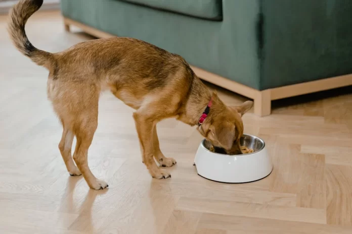 How to Select the Right Food for Your Dog