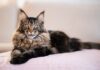 11 Cat Breeds That Act Like Dogs