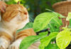 Are Philodendron Toxic To Cats