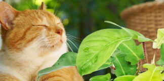 Are Philodendron Toxic To Cats
