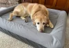 Best Washable Dog Beds