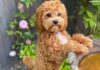 Cavapoo; All You Need To Know