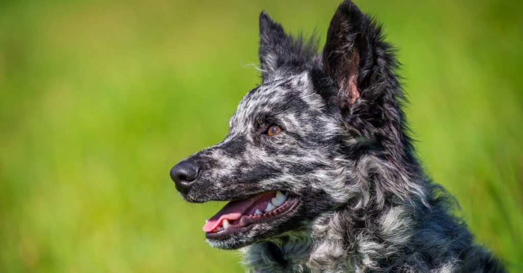 20 Exploring the World of the Rarest Dog Breeds 2024