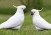 White Pet Birds