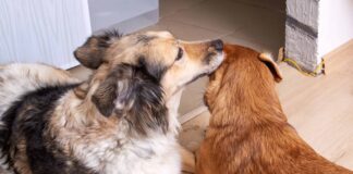 Why Dogs Lick Each Other’s Ears
