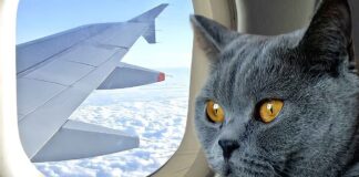 Flying With Cats