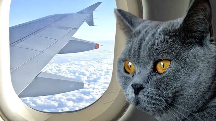 Flying With Cats