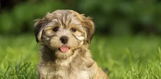 Havanese