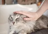 How to Properly Pet a Cat