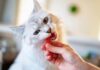 Human Foods Toxic To Cats