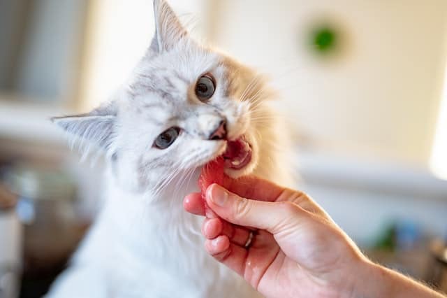 Human Foods Toxic To Cats