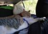Should You Give Your Cat Sedative for Traveling