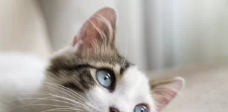 Können Katzen Farben sehen?