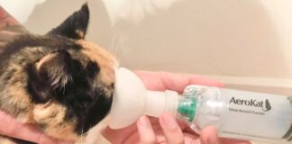 Cat Asthma