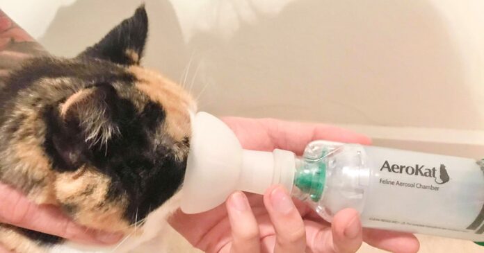 Cat Asthma