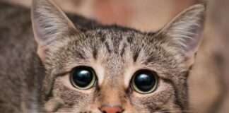 Cataracta pisica