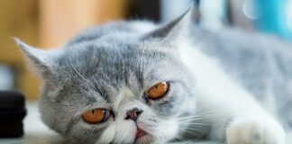 Exotic Shorthair