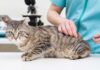 Rabies Vaccine for Cats