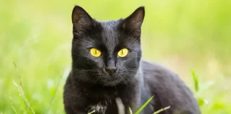 Бомбайска котка