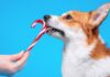 Can Dogs Eat Peppermint