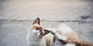 Miliary Dermatitis In Cats