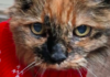 Rosie Norwich's Ancient Feline Marks 32nd Birthday as Oldest Cat