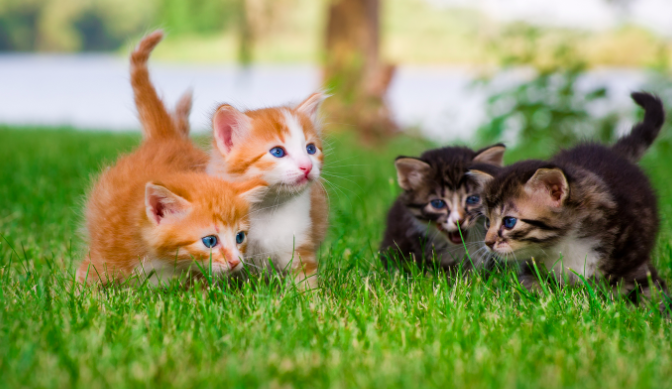 A Potential Breakthrough in Feline Contraception