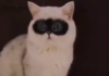 Furry Feline Stuns the Internet with 'Apple Vision Pro'