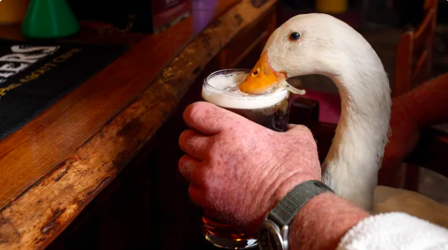 Devon Duck Dons Bow-Tie, Drinks Pint