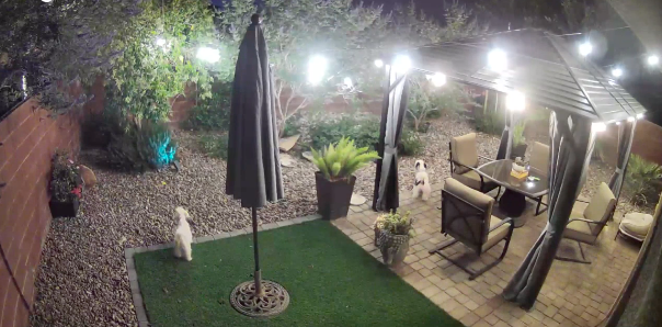 Daring Dog Trio Thwarts Coyote Intrusion in Summerlin Backyard