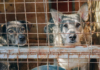 Shelter Dog's 'Joyful Dance' Celebrates Adoption After Four-Year Wait
