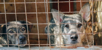 Shelter Dog's 'Joyful Dance' Celebrates Adoption After Four-Year Wait