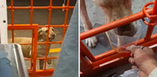 The Heartwarming Tale of a Homeless Puppy