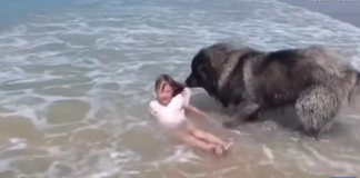 Dog Who Became a Viral Sensation Saving a Girl at Sea