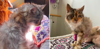 22-Year-Old Cat Escapes Euthanasia for Golden Retirement
