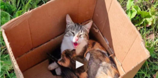 Compassion Leads Abandoned Cats to a New Loving Home