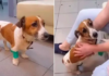 Ο ηλικιωμένος σκύλος Hanni νικάει την ασθένεια Parvo και ανακτά την εμπιστοσύνη